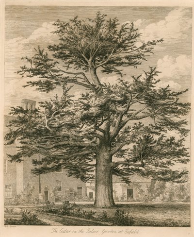 A cédrus a palotakertben Enfieldben, Middlesexben alkotó: Jacob George Strutt