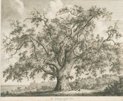 Tutbury – "Wych Elm": rézkarc, nd [c 1820] alkotó: Jacob George Strutt
