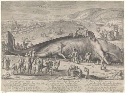 Bálna rekedt Berckheyben, 1598 alkotó: Jacob Matham