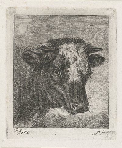 Egy tehén feje fehér col alkotó: Jacobus Cornelis Gaal