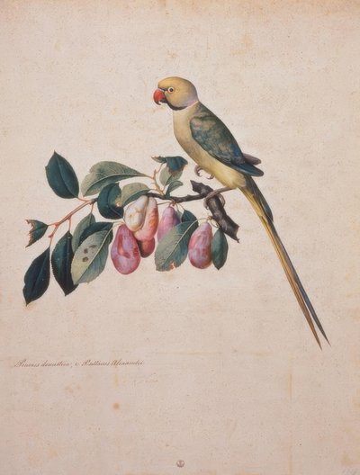 Prunus domesticus, Sándor papagájából alkotó: Jacopo Ligozzi