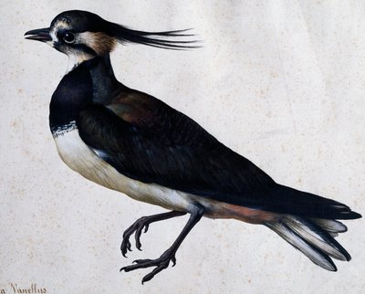 Jacopo Ligozzi (1547-1627) Tringa vanellus (Lapwing) alkotó: Jacopo Ligozzi