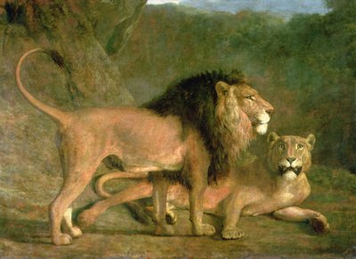 Egy oroszlán és egy oroszlán a sziklás völgyben (olaj, vászon) alkotó: Jacques-Laurent Agasse
