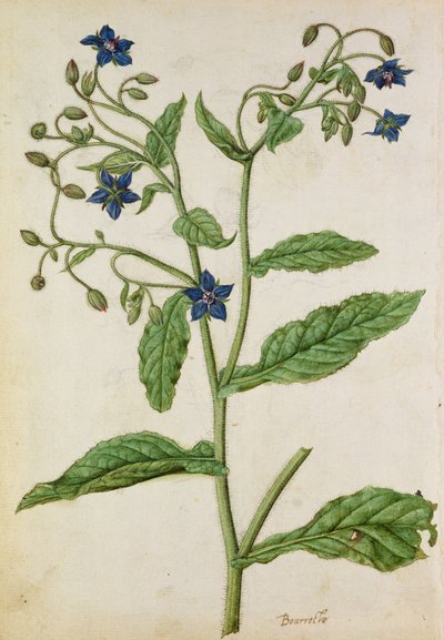 Borágó: Borago officinalis, 1568 körül, J.le Moyne de Morgue (1530-88 körül) által. alkotó: Jacques (1533-88) Le Moyne