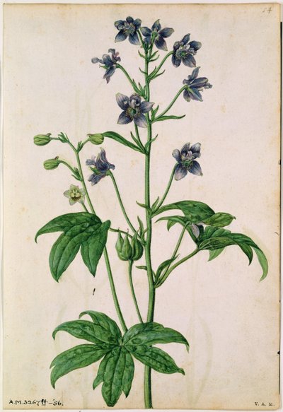 Delphinium: Le Moyne de Morgues (1588), 1568 körül. alkotó: Jacques (1533-88) Le Moyne