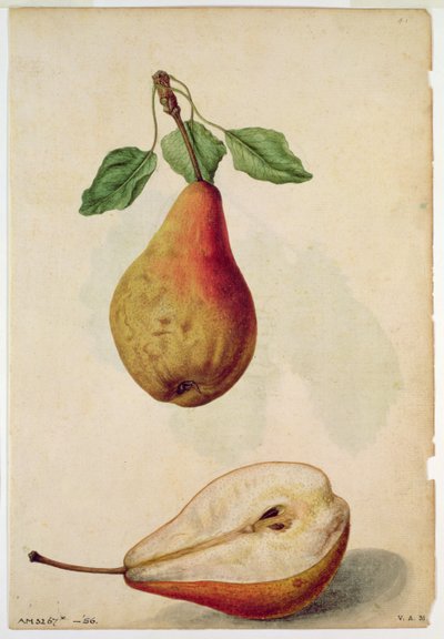 Körte: Pyrus communis, 1568 körül, J.le Moyne de Morgues (1530-88 körül) alkotó: Jacques (1533-88) Le Moyne