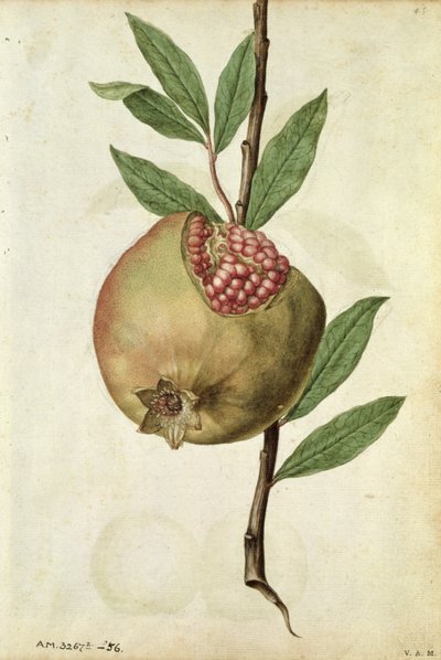 Gránátalma: Punica granatum, 1568 körül, J. le Moyne de Morgues (1530-88 körül) alkotó: Jacques (1533-88) Le Moyne