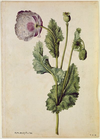 Mák: Ópium (Papaver somniferum), 1568 körül, J.le Moyne de Morgues (1530-88 körül) által alkotó: Jacques (1533-88) Le Moyne