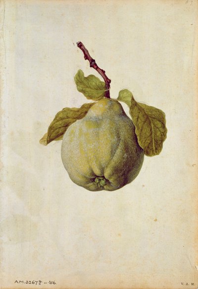 Birs: Cydonia vulgaris, 1568 körül, J.le Moyne de Morgues (1530-88 körül) alkotása. alkotó: Jacques (1533-88) Le Moyne