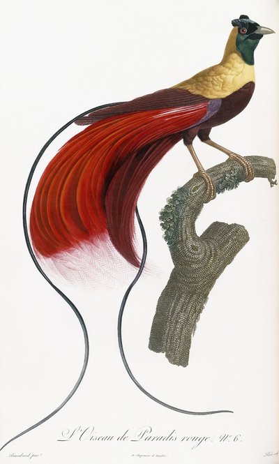 Vörös Paradicsommadár alkotó: Jacques Barraband
