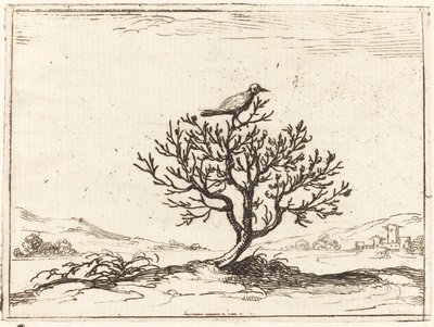 Nightingale a bokorban alkotó: Jacques Callot