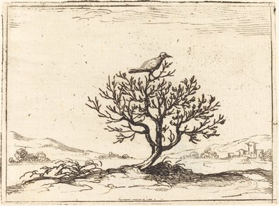 Nightingale in a Bush, 1628. alkotó: Jacques Callot