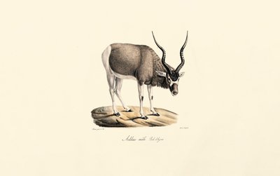 alkotó: Jacques Christophe Werner