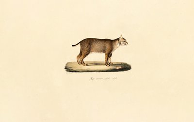 Felnőtt hiúz alkotó: Jacques Christophe Werner