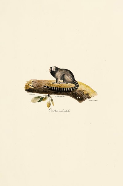 Felnőtt hím közönséges marmoset alkotó: Jacques Christophe Werner