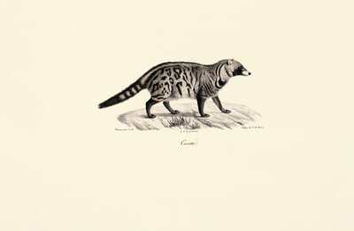 Afrikai cibet (Civettictis civetta) alkotó: Jacques Christophe Werner