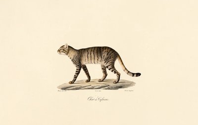 Afrikai vadmacska alkotó: Jacques Christophe Werner