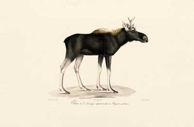 Amerikai jávorszarvas (Alces americanus) alkotó: Jacques Christophe Werner
