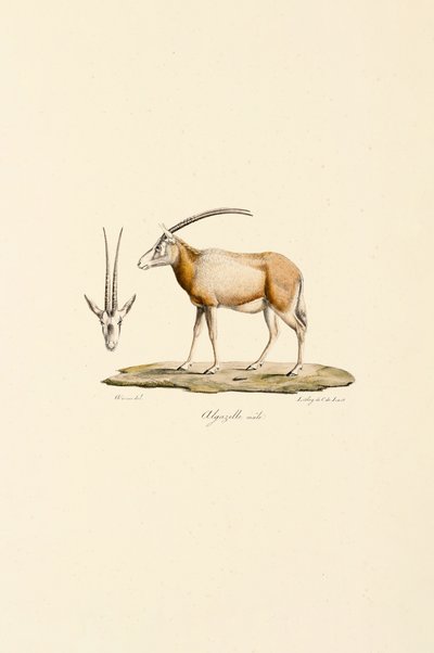 Arab gazella alkotó: Jacques Christophe Werner
