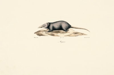  alkotó: Jacques Christophe Werner