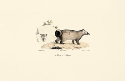 Ázsiai pálma civet alkotó: Jacques Christophe Werner