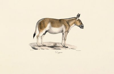  alkotó: Jacques Christophe Werner