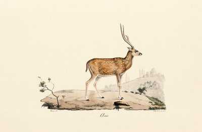 alkotó: Jacques Christophe Werner