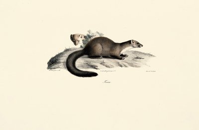 Bükk Marten alkotó: Jacques Christophe Werner