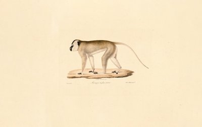 Feketearcú makákó alkotó: Jacques Christophe Werner