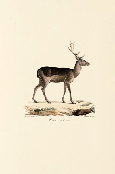 Fekete dámszarvas változat alkotó: Jacques Christophe Werner