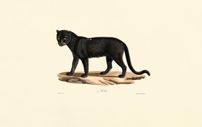  alkotó: Jacques Christophe Werner