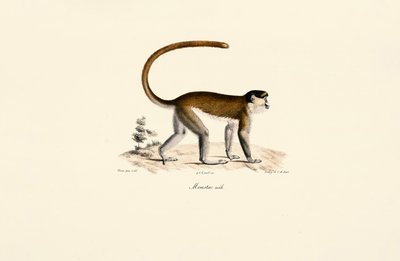 Kék majom (Cercopithecus mitis) alkotó: Jacques Christophe Werner