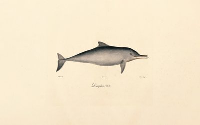 Palackorrú delfin (Tursiops truncatus) alkotó: Jacques Christophe Werner