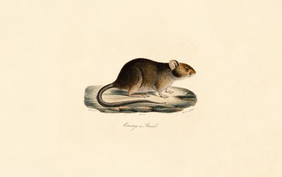  alkotó: Jacques Christophe Werner