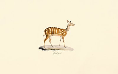  alkotó: Jacques Christophe Werner