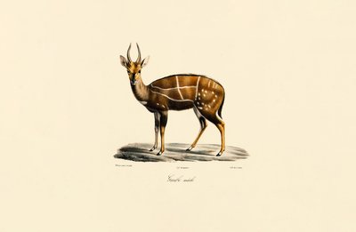  alkotó: Jacques Christophe Werner