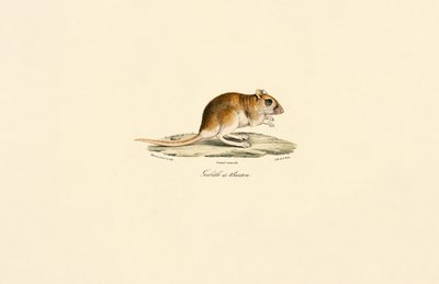  alkotó: Jacques Christophe Werner