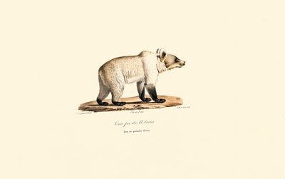 Kantábriai barnamedve (Ursus arctos pyrenaicus) alkotó: Jacques Christophe Werner