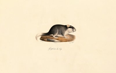 Cape Dormouse alkotó: Jacques Christophe Werner