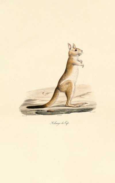 Cape Jumping Hare alkotó: Jacques Christophe Werner