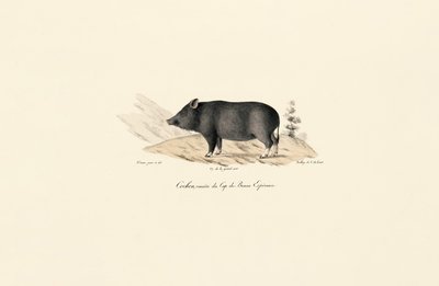  alkotó: Jacques Christophe Werner