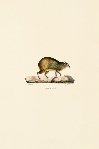  alkotó: Jacques Christophe Werner