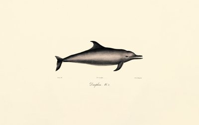 Delfin (Delphinus delphis) alkotó: Jacques Christophe Werner