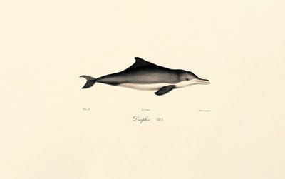 Delfin (Delphinus delphis) alkotó: Jacques Christophe Werner