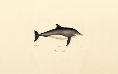 Delfin (Delphinus delphis) alkotó: Jacques Christophe Werner