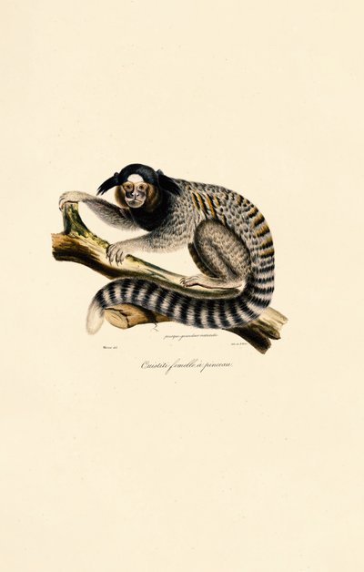  alkotó: Jacques Christophe Werner