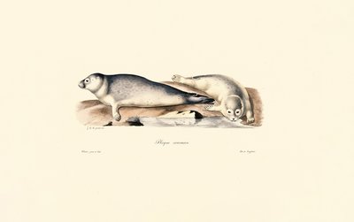 Közös pecsét alkotó: Jacques Christophe Werner