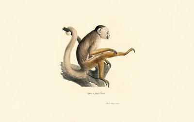 Mókusmajom alkotó: Jacques Christophe Werner