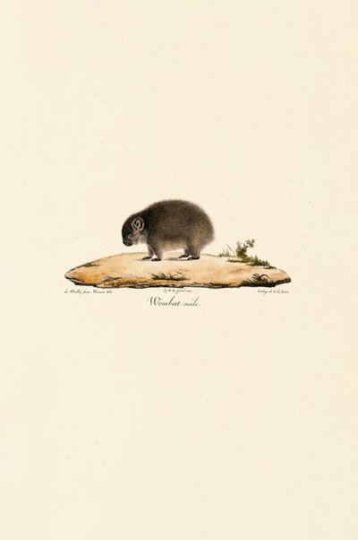 Wombat (hím) alkotó: Jacques Christophe Werner