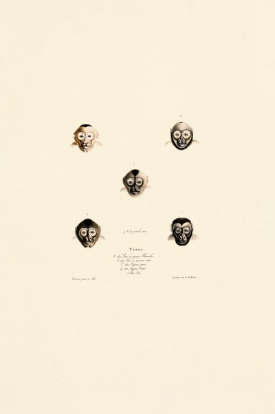 Különböző majomfajok összehasonlító arcai alkotó: Jacques Christophe Werner